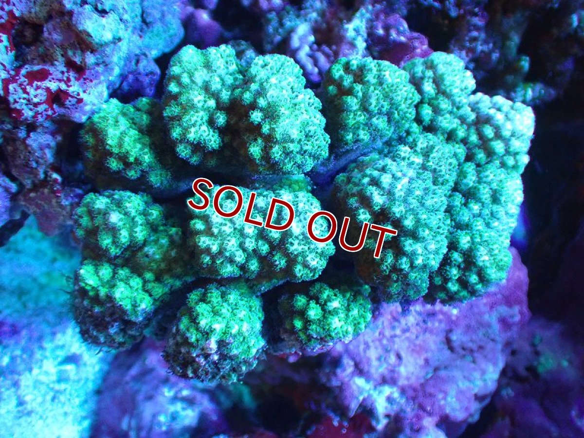 画像1: 【サンゴ】【通販】ヘラジカハナヤサイサンゴ（Green Polyp）（個体販売）（±11cm)No.1（生体）（サンゴ） (1)
