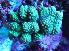 画像1: 【サンゴ】【通販】ヘラジカハナヤサイサンゴ（Green Polyp）（個体販売）（±11cm)No.1（生体）（サンゴ） (1)