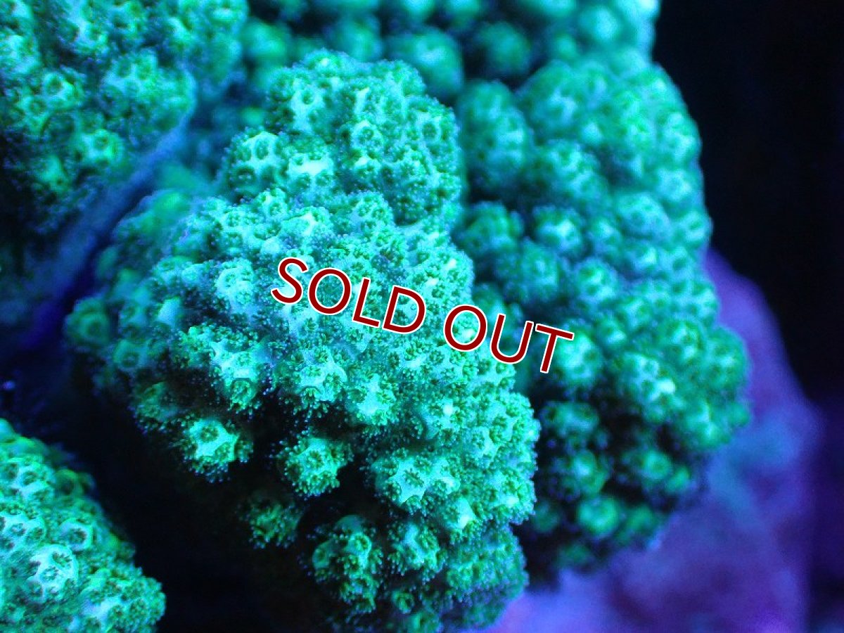 画像2: 【サンゴ】【通販】ヘラジカハナヤサイサンゴ（Green Polyp）（個体販売）（±11cm)No.1（生体）（サンゴ） (2)
