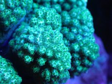 画像2: 【サンゴ】【通販】ヘラジカハナヤサイサンゴ（Green Polyp）（個体販売）（±11cm)No.1（生体）（サンゴ） (2)