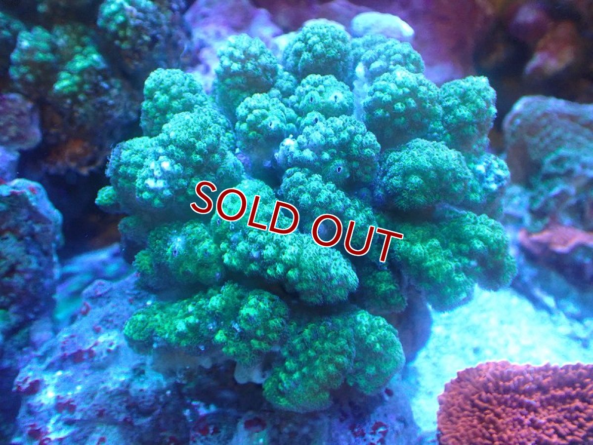 画像1: 【サンゴ】【通販】ヘラジカハナヤサイサンゴ（Green Polyp）（個体販売）（±10cm)No.2（生体）（サンゴ） (1)