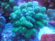 画像1: 【サンゴ】【通販】ヘラジカハナヤサイサンゴ（Green Polyp）（個体販売）（±10cm)No.2（生体）（サンゴ） (1)