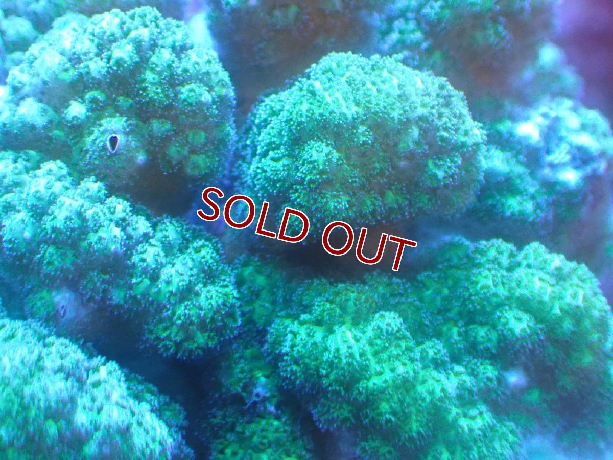 画像2: 【サンゴ】【通販】ヘラジカハナヤサイサンゴ（Green Polyp）（個体販売）（±10cm)No.2（生体）（サンゴ） (2)