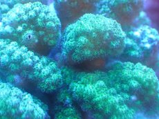 画像2: 【サンゴ】【通販】ヘラジカハナヤサイサンゴ（Green Polyp）（個体販売）（±10cm)No.2（生体）（サンゴ） (2)