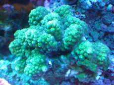 画像1: 【サンゴ】【通販】ヘラジカハナヤサイサンゴ（Green Polyp）（個体販売）（±9cm)No.3（生体）（サンゴ） (1)