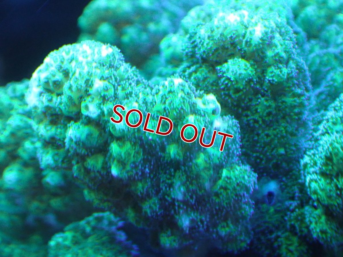 画像2: 【サンゴ】【通販】ヘラジカハナヤサイサンゴ（Green Polyp）（個体販売）（±9cm)No.3（生体）（サンゴ） (2)