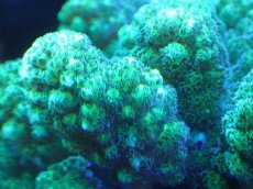 画像2: 【サンゴ】【通販】ヘラジカハナヤサイサンゴ（Green Polyp）（個体販売）（±9cm)No.3（生体）（サンゴ） (2)