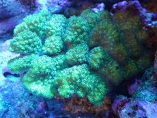 画像1: 【サンゴ】【通販】ヘラジカハナヤサイサンゴ（Green Polyp）（個体販売）（±15cm)No.4（生体）（サンゴ） (1)