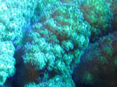 画像2: 【サンゴ】【通販】ヘラジカハナヤサイサンゴ（Green Polyp）（個体販売）（±15cm)No.4（生体）（サンゴ） (2)