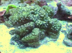 画像1: 【サンゴ】【通販】ヘラジカハナヤサイサンゴ（Green Polyp）（個体販売）（±9cm)No.5（生体）（サンゴ） (1)