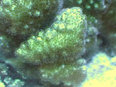 画像2: 【サンゴ】【通販】ヘラジカハナヤサイサンゴ（Green Polyp）（個体販売）（±9cm)No.5（生体）（サンゴ） (2)