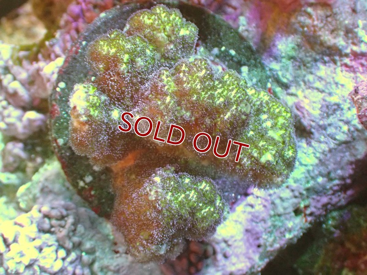 画像1: 【サンゴ】【通販】ヘラジカハナヤサイサンゴ（Green Polyp）（個体販売）（±7cm)No.6（生体）（サンゴ） (1)