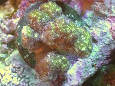 画像1: 【サンゴ】【通販】ヘラジカハナヤサイサンゴ（Green Polyp）（個体販売）（±7cm)No.6（生体）（サンゴ） (1)