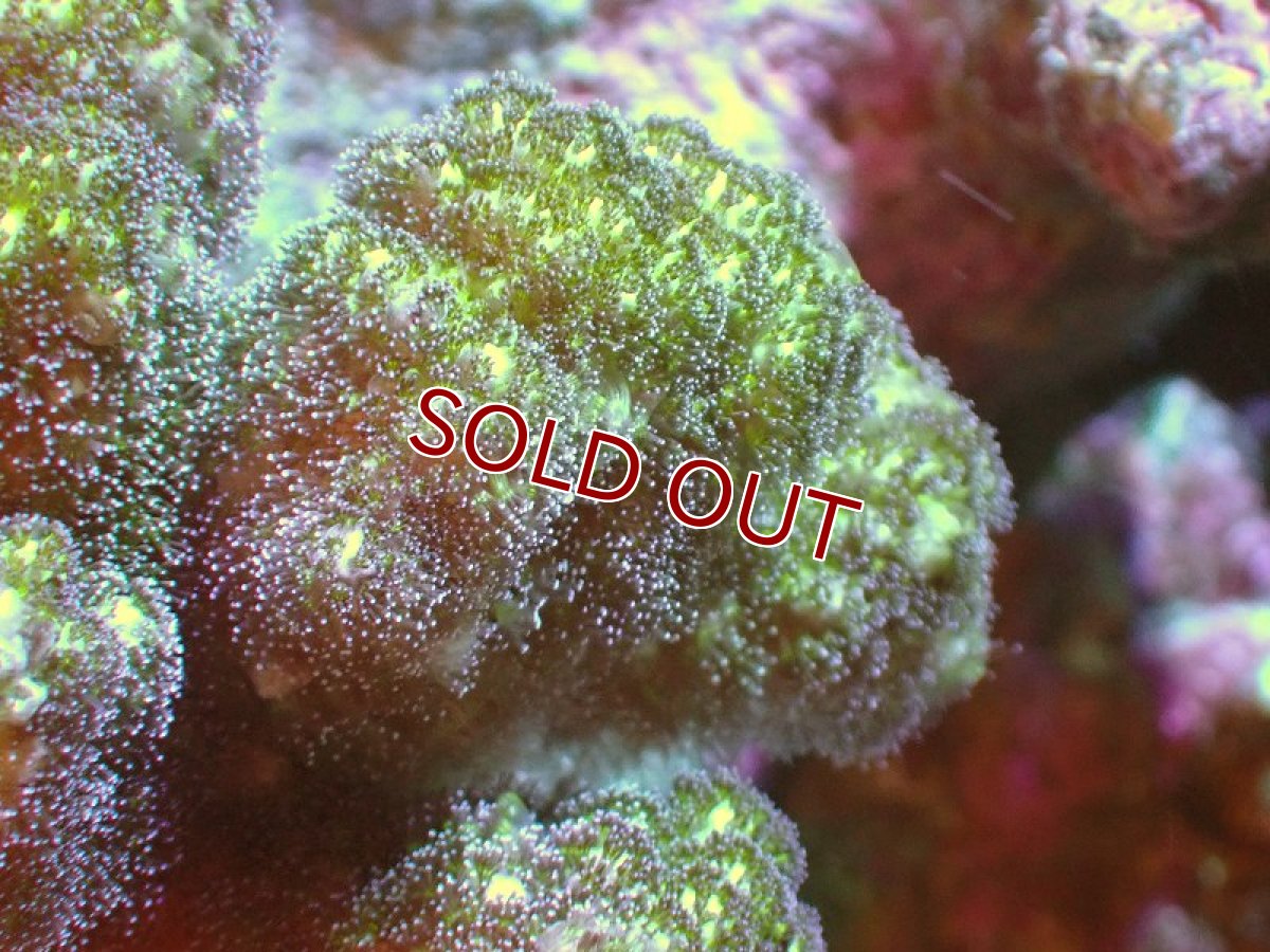 画像2: 【サンゴ】【通販】ヘラジカハナヤサイサンゴ（Green Polyp）（個体販売）（±7cm)No.6（生体）（サンゴ） (2)
