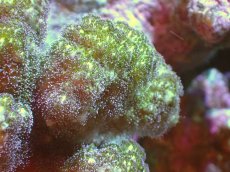 画像2: 【サンゴ】【通販】ヘラジカハナヤサイサンゴ（Green Polyp）（個体販売）（±7cm)No.6（生体）（サンゴ） (2)