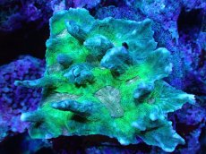 画像1: 【サンゴ】【通販】ウミバラsp. (Special Color)（個体販売）（±9cm)No.1（生体）（サンゴ） (1)