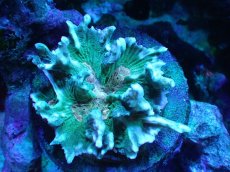 画像1: 【サンゴ】【通販】ウミバラsp. (Special Color)（個体販売）（±9cm)No.2（生体）（サンゴ） (1)