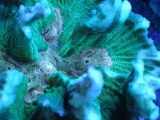 画像2: 【サンゴ】【通販】ウミバラsp. (Special Color)（個体販売）（±9cm)No.2（生体）（サンゴ） (2)