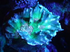 画像1: 【サンゴ】【通販】ウミバラsp. (Special Color)（個体販売）（±9cm)No.3（生体）（サンゴ） (1)