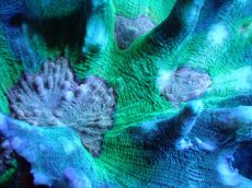 画像2: 【サンゴ】【通販】ウミバラsp. (Special Color)（個体販売）（±9cm)No.3（生体）（サンゴ） (2)