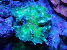 画像1: 【サンゴ】【通販】ウミバラsp. (Special Color)（個体販売）（±9cm)No.4（生体）（サンゴ） (1)