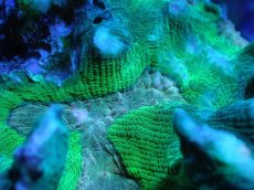 画像2: 【サンゴ】【通販】ウミバラsp. (Special Color)（個体販売）（±9cm)No.4（生体）（サンゴ） (2)