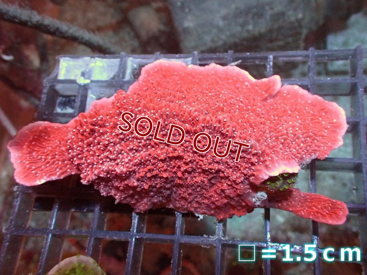 画像1: 【サンゴ】【通販】ウスコモンサンゴ（RED)Mサイズ（個体販売）No.5（生体）（サンゴ） (1)