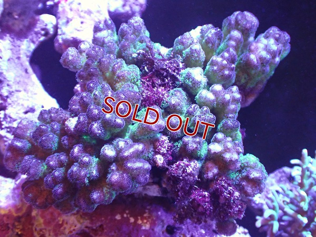 画像1: 【サンゴ】【通販】ハナヤサイサンゴ（Green Polyp)（個体販売）（±13cm)No.1（生体）（サンゴ） (1)