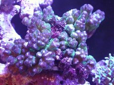 画像1: 【サンゴ】【通販】ハナヤサイサンゴ（Green Polyp)（個体販売）（±13cm)No.1（生体）（サンゴ） (1)