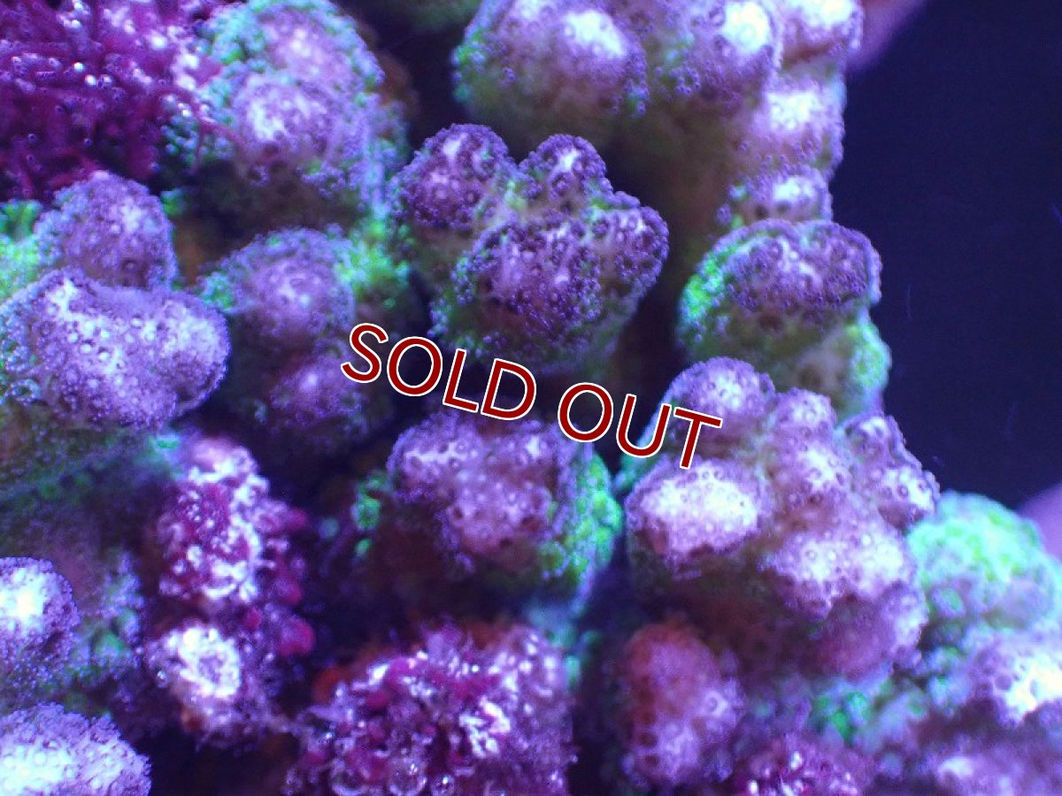 画像2: 【サンゴ】【通販】ハナヤサイサンゴ（Green Polyp)（個体販売）（±13cm)No.1（生体）（サンゴ） (2)