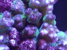 画像2: 【サンゴ】【通販】ハナヤサイサンゴ（Green Polyp)（個体販売）（±13cm)No.1（生体）（サンゴ） (2)
