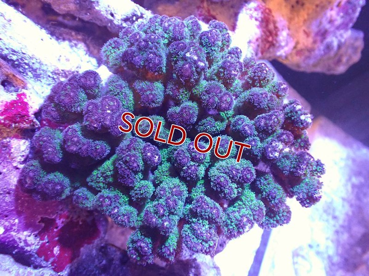 画像1: 【サンゴ】【通販】ハナヤサイサンゴ（Green Polyp)（個体販売）（±13cm)No.2（生体）（サンゴ） (1)