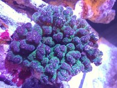 画像1: 【サンゴ】【通販】ハナヤサイサンゴ（Green Polyp)（個体販売）（±13cm)No.2（生体）（サンゴ） (1)