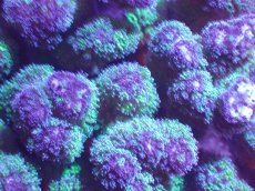 画像2: 【サンゴ】【通販】ハナヤサイサンゴ（Green Polyp)（個体販売）（±13cm)No.2（生体）（サンゴ） (2)