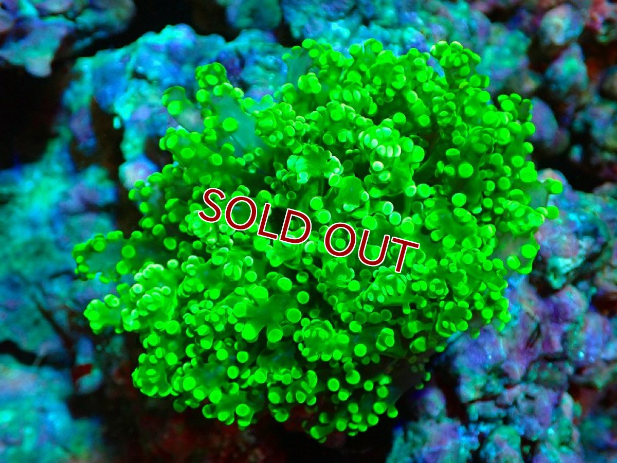画像1: 【サンゴ】【通販】ブリード ホンタコアシサンゴ（メタリックグリーン）（個体販売）（±8-10ｃｍ）No.1（生体）（サンゴ） (1)