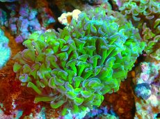 画像1: 【サンゴ】【通販】ブリード ナガレハナサンゴ（Metallic Green Stem）（個体販売）（±10-13ｃｍ）No.7（生体）（サンゴ） (1)