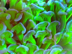画像2: 【サンゴ】【通販】ブリード ナガレハナサンゴ（Metallic Green Stem）（個体販売）（±10-13ｃｍ）No.7（生体）（サンゴ） (2)
