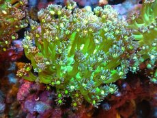 画像1: 【サンゴ】【通販】ハナガササンゴ（Metallic Green Stem）（個体販売）（±8-10ｃｍ）No.3（生体）（サンゴ） (1)