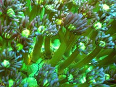 画像2: 【サンゴ】【通販】ハナガササンゴ（Metallic Green Stem）（個体販売）（±8-10ｃｍ）No.3（生体）（サンゴ） (2)
