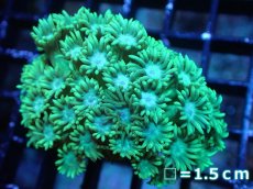 画像1: 【サンゴ】【通販】ハナガササンゴ（Special Green）Sサイズ（個体販売）No.2（生体）（サンゴ） (1)