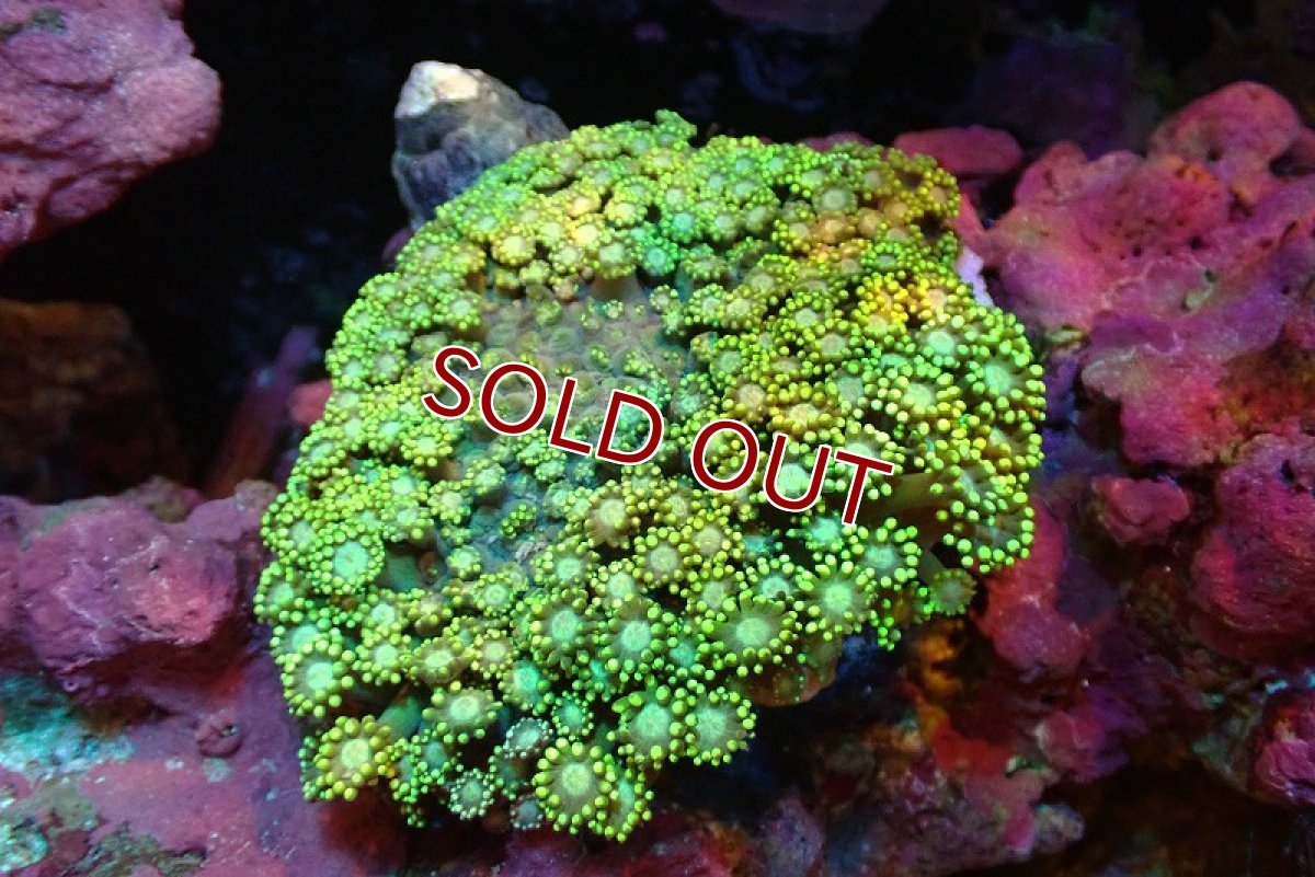 画像1: 【サンゴ】【通販】ハナガササンゴ（メタリックグリーン）Mサイズ（個体販売）（±7ｃｍ）No.1（生体）（サンゴ） (1)