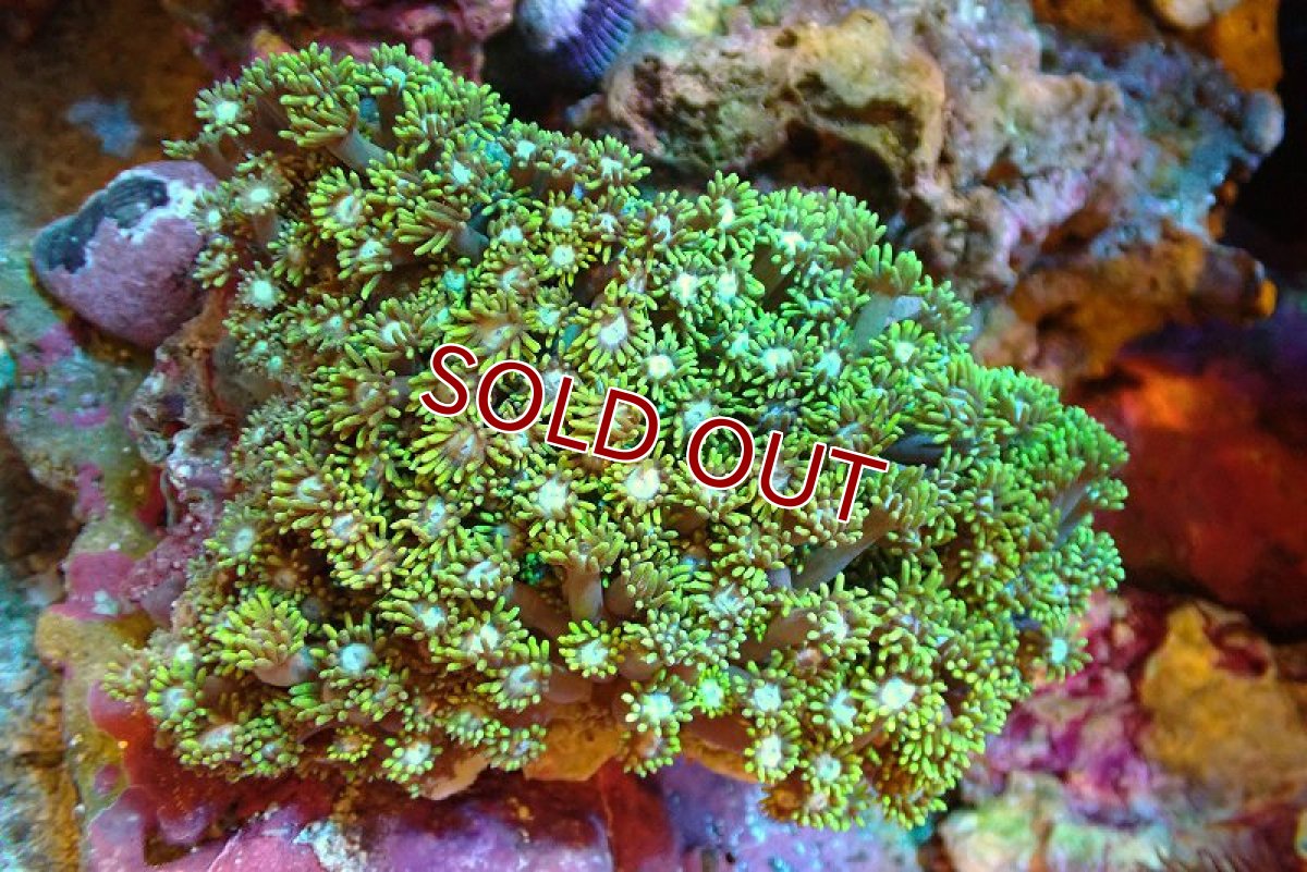 画像1: 【サンゴ】【通販】ハナガササンゴ（メタリックグリーン）Mサイズ（個体販売）（±10ｃｍ）No.4（生体）（サンゴ） (1)