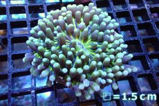 画像1: 【サンゴ】【通販】パラオクサビライシ（Special Green）（個体販売）No.1（生体）（サンゴ） (1)