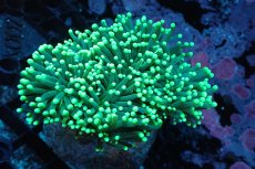 画像1: 【サンゴ】【通販】ブリードトーチコーラル（Full Metallic Green)（個体販売）（±8-11ｃｍ）No.6（生体）（サンゴ） (1)