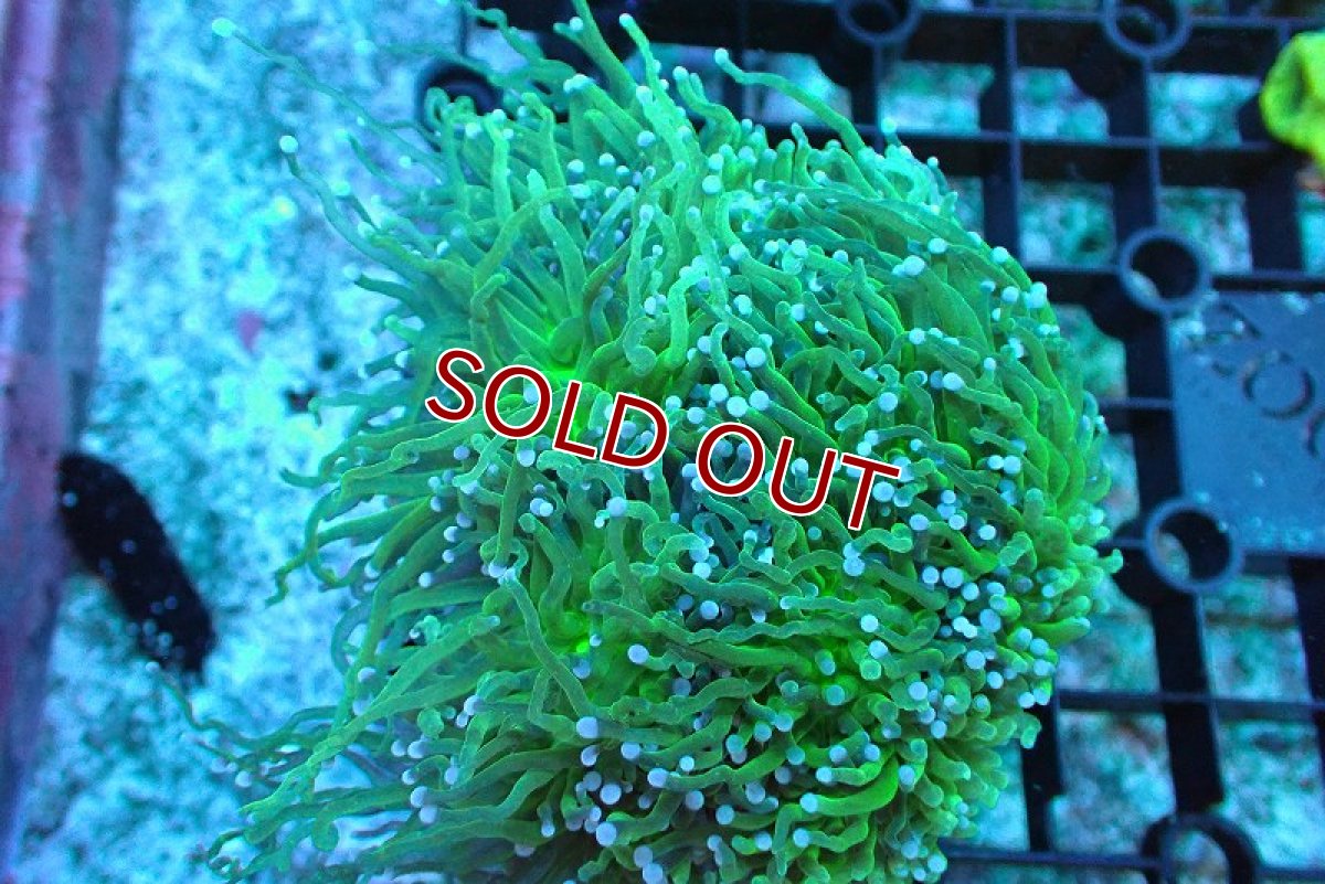 画像1: 【サンゴ】【通販】ブリードトーチコーラル（Full Metallic Green)（個体販売）（±8-11ｃｍ）No.9（生体）（サンゴ） (1)