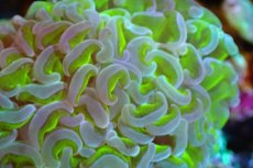 画像2: 【サンゴ】【通販】ブリードナガレハナサンゴ（Metallic Green Stem)（個体販売）（±8-11ｃｍ）No.4（生体）（サンゴ） (2)