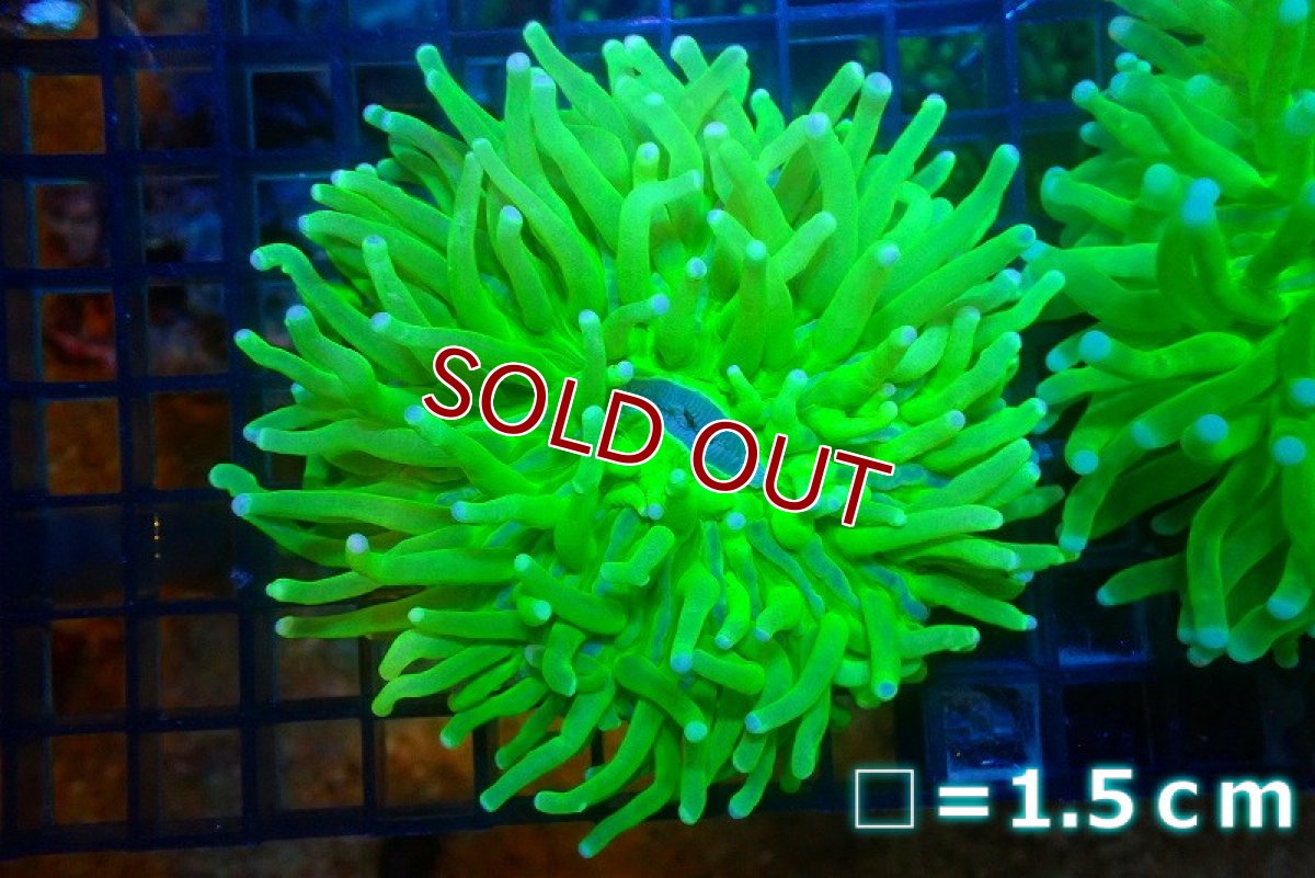 画像1: 【サンゴ】【通販】パラオクサビライシ（Metallic Green）（個体販売）No.1（生体）（サンゴ） (1)