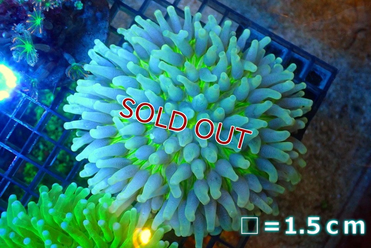 画像1: 【サンゴ】【通販】パラオクサビライシ（Green Core）（個体販売）No.3（生体）（サンゴ） (1)
