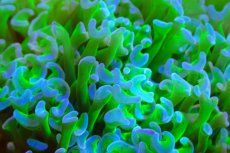 画像2: 【サンゴ】【通販】ブリードナガレハナサンゴ（Metallic Green Stem)（個体販売）（±15ｃｍ）No.7（生体）（サンゴ） (2)