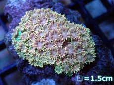 画像1: 【サンゴ】【通販】ハナガササンゴsp. (Special Color)Sサイズ（個体販売）No.10（生体）（サンゴ） (1)